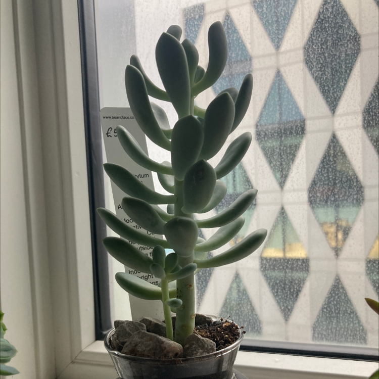 Moonstone plant photo by @Shorrock5 named Jellybean on Greg, the plant care app.