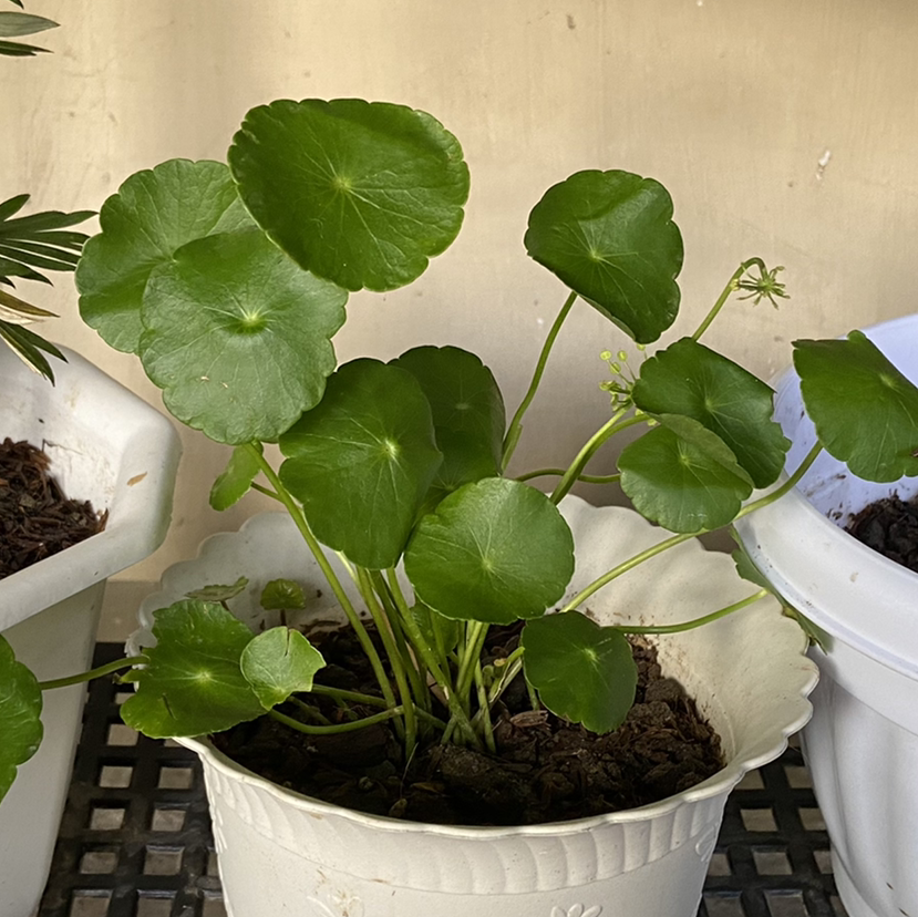 Manyflower Marshpennywort plant in a white pot with healthy green leaves.