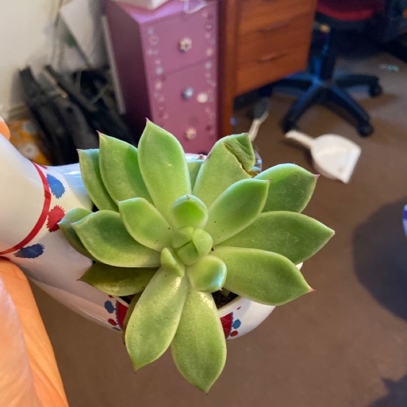 Lipstick Echeveria plant photo by @miovxz named michael cera (he/they/it) on Greg, the plant care app.