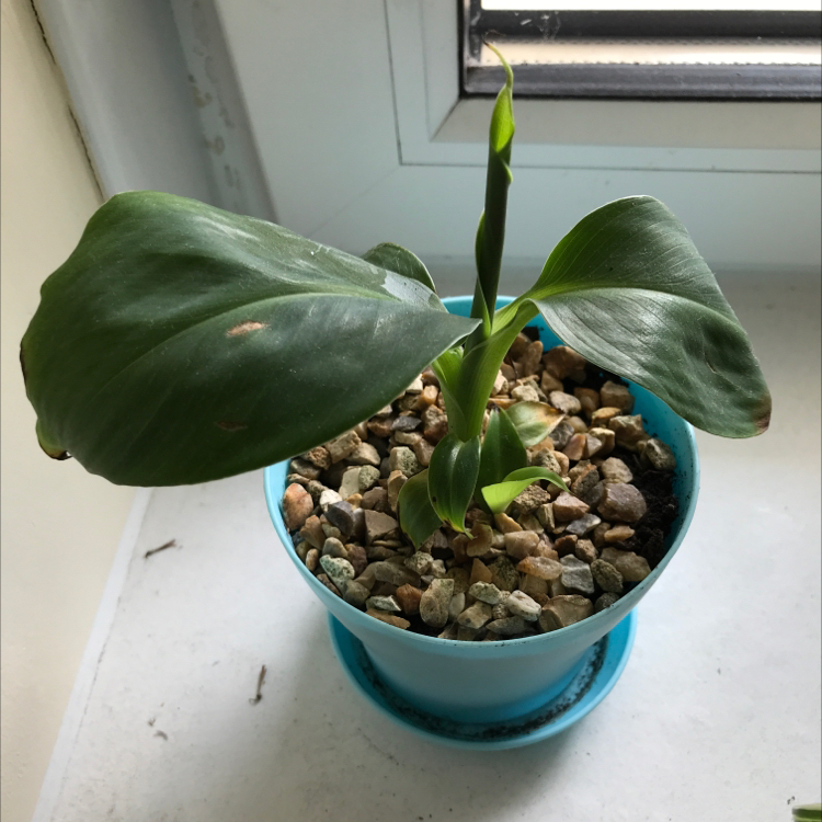 Photo of the plant species Dwarf Banana by @tootingtwigletts named Cavendish on Greg, the plant care app