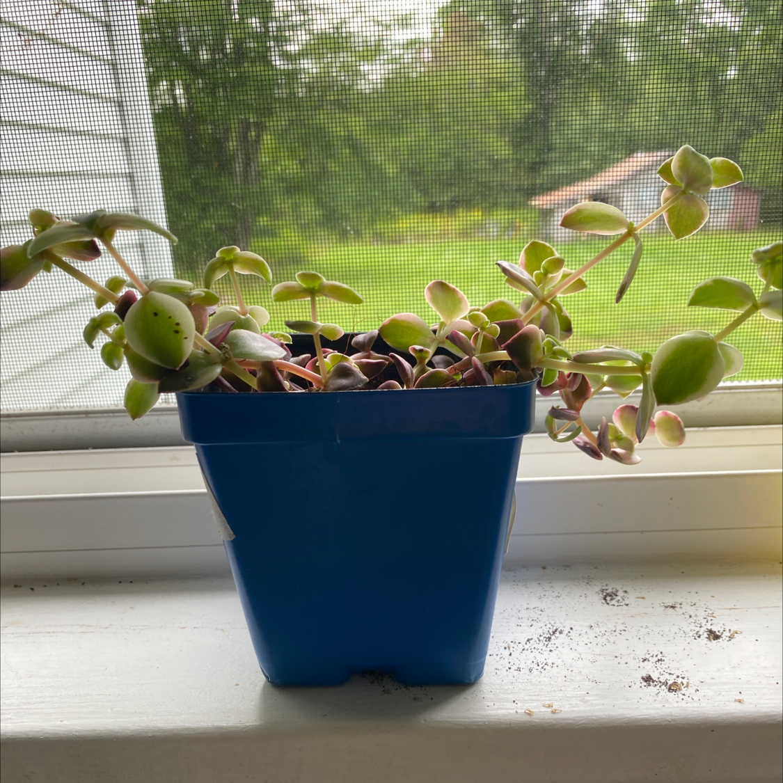 Potted Calico Kitten plant in a blue container on a windowsill with a mesh screen background.