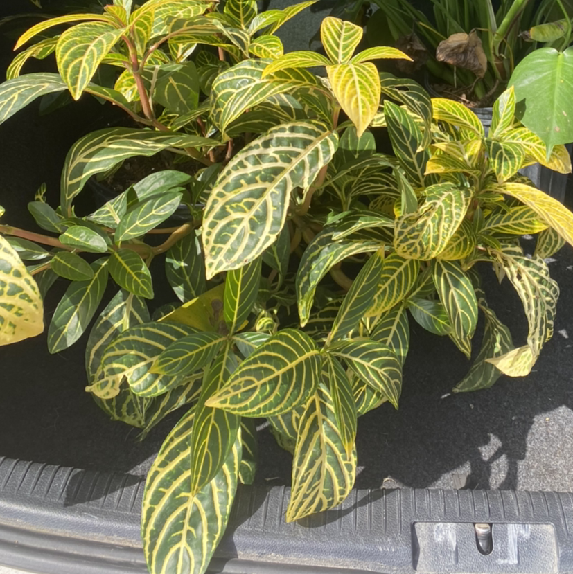 Bankesia plant photo by Crystal named leaf of faith on Greg, the plant care app.