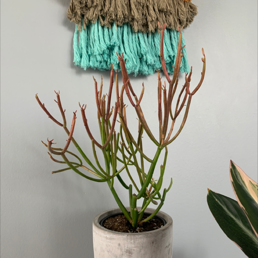 Photo of the plant species Pencil Cactus by Denisse named Suko on Greg, the plant care app