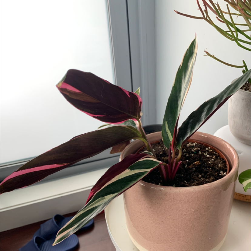 Never Never Plant plant photo by Denisse named Rosita on Greg, the plant care app.