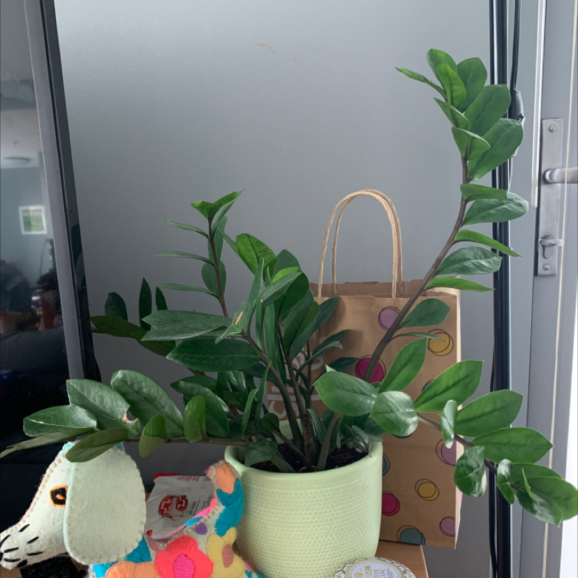 Zamioculcas Zamiifolia plant photo by Denisse named Zzigggy on Greg, the plant care app.