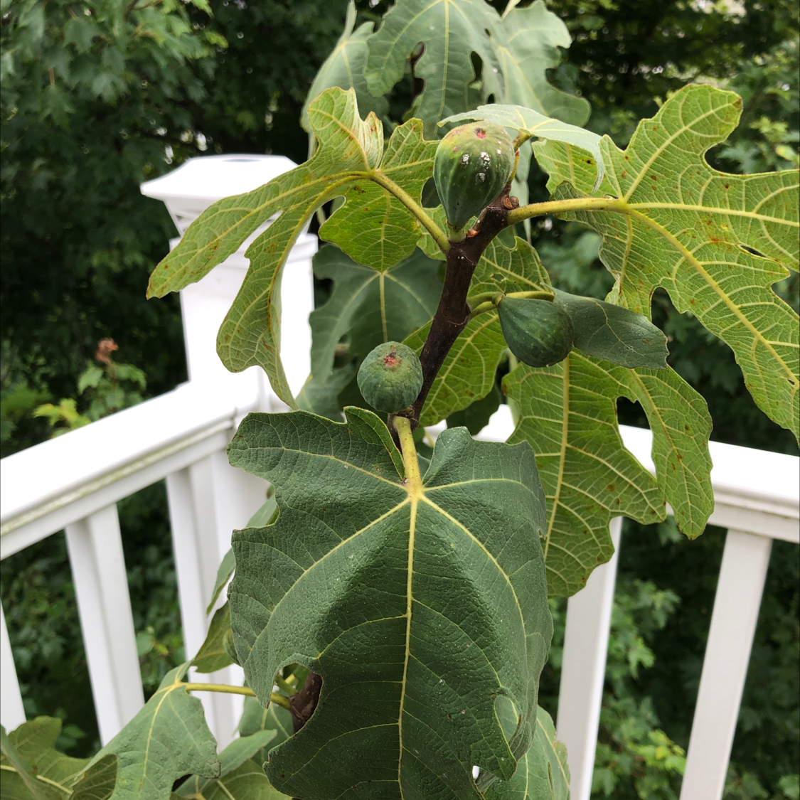 Brown Turkey Fig plant with healthy green leaves and developing figs.