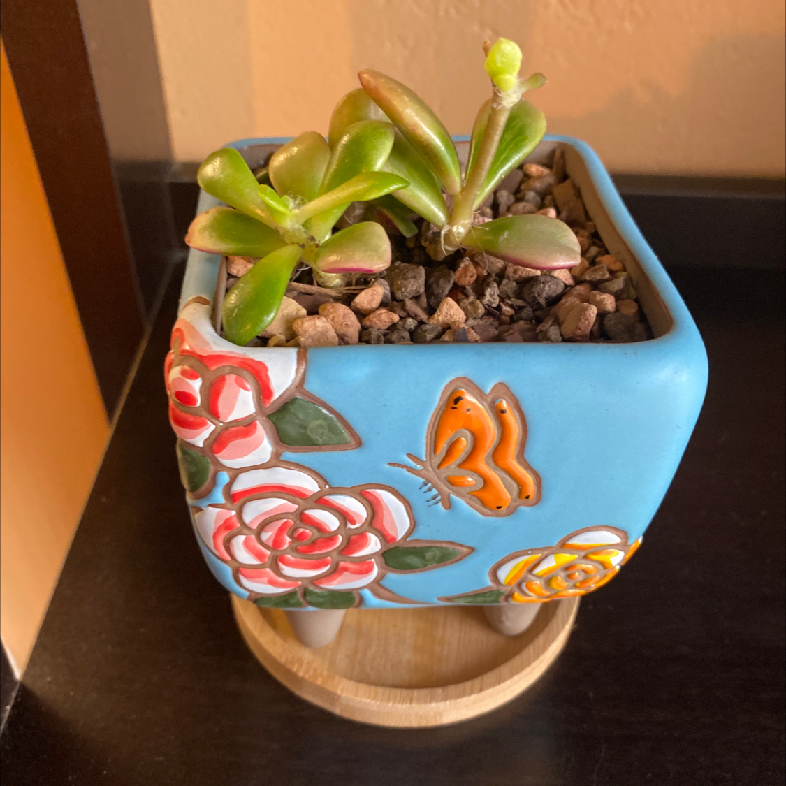 Anacampseros 'Sunrise' succulent in a decorative pot with floral and butterfly designs.