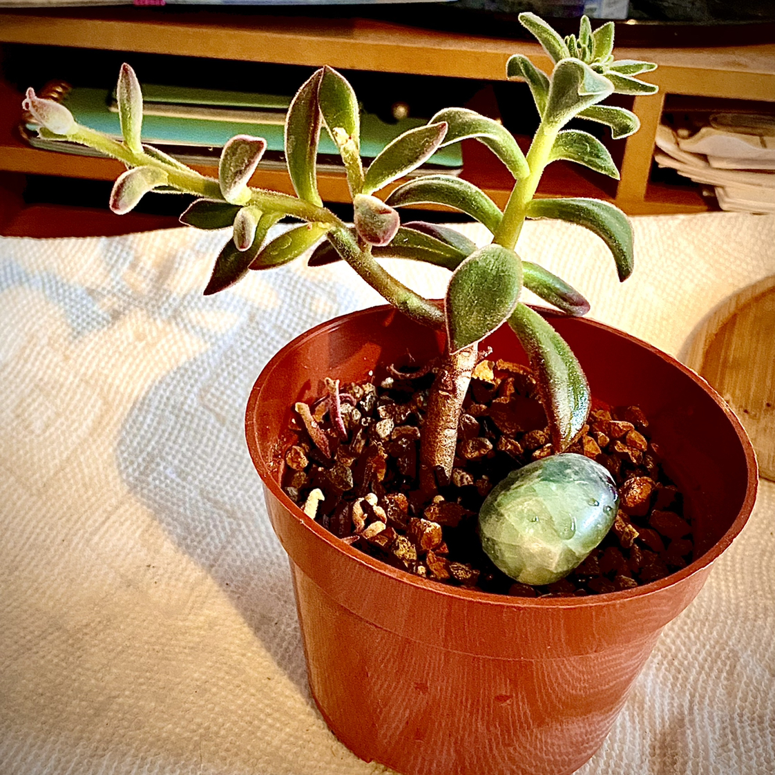 A healthy Plush Plant in a brown pot with visible soil and a decorative stone.
