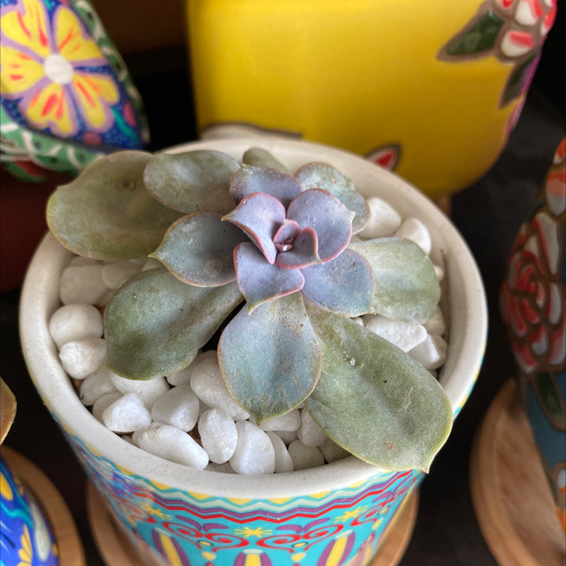 Echeveria 'Perle von Nurnberg' succulent in a decorative pot with white pebbles.