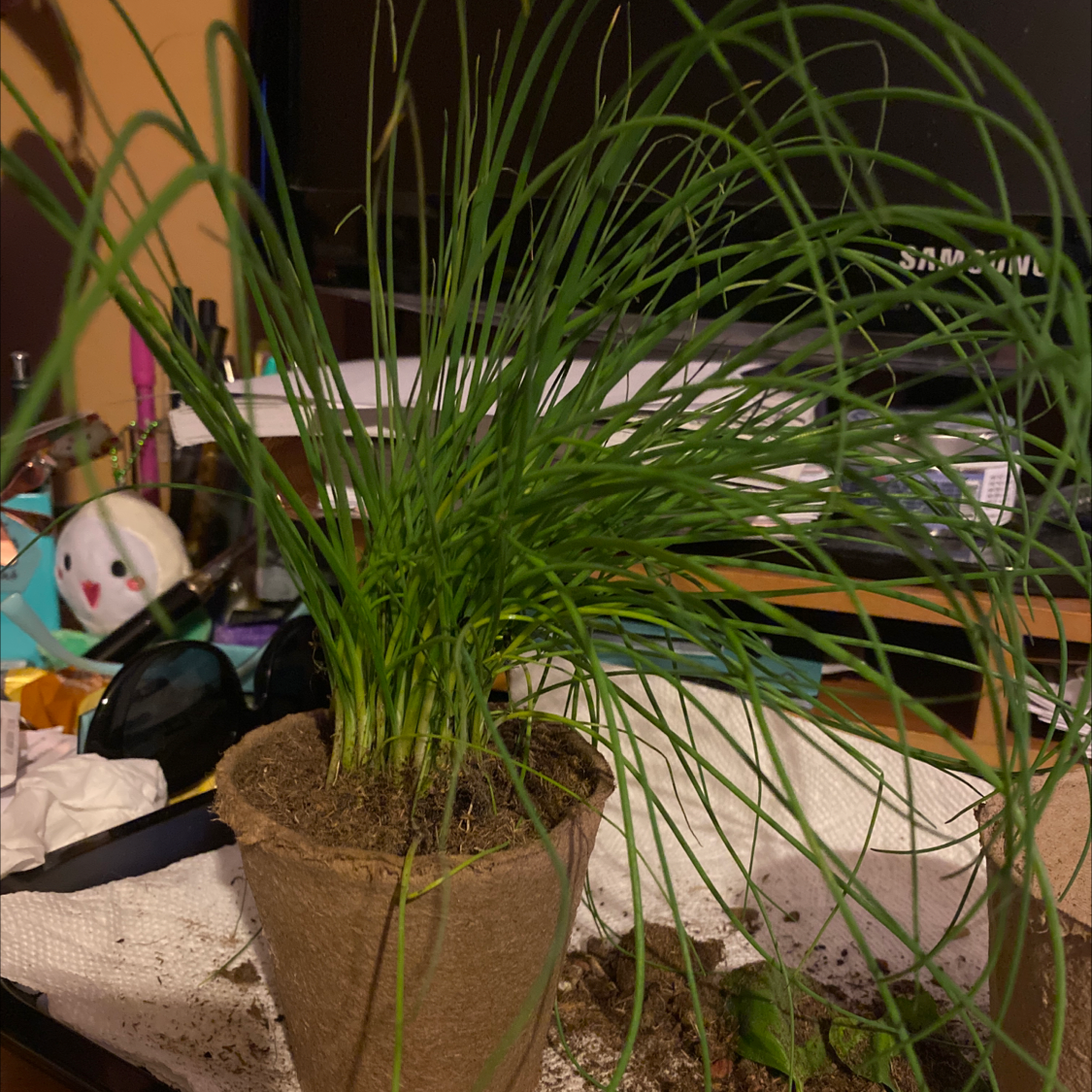 Photo of the plant species Wild Chives by @Lilulicious named Cheeves on Greg, the plant care app