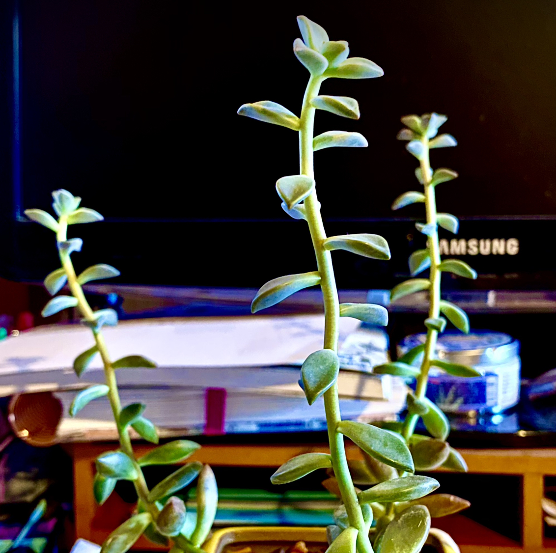 Photo of the plant species Graptosedum 'Bronze' by @Lilulicious named Ghidorah on Greg, the plant care app
