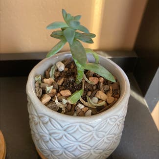 Miniature Pine Tree plant in Riverside, California
