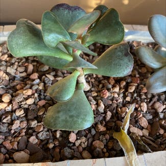 Andromischus triflorus plant in Riverside, California