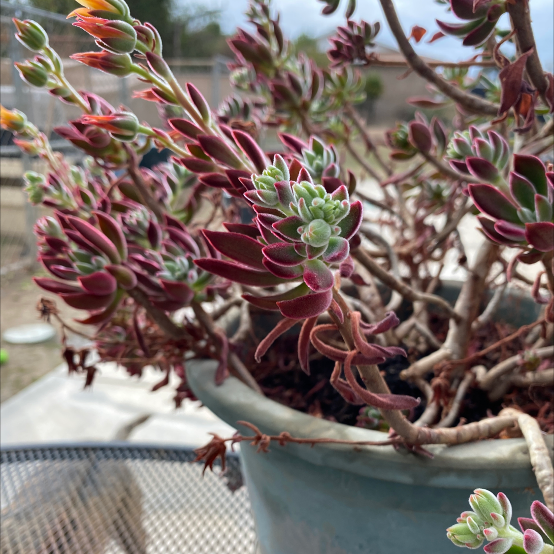 Plush Plant with red and green leaves in a pot, slightly blurred background.