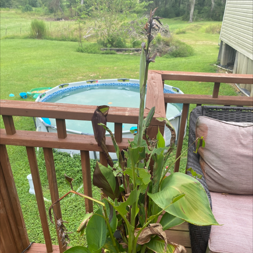 Healthy canna lily plant with lush green leaves growing in a mulched garden bed next to a wooden deck, with human hand pointing to leaf.