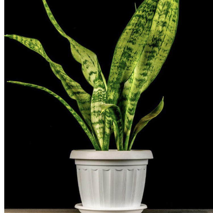 Snake Plant plant photo by Amy named Basement on Greg, the plant care app.