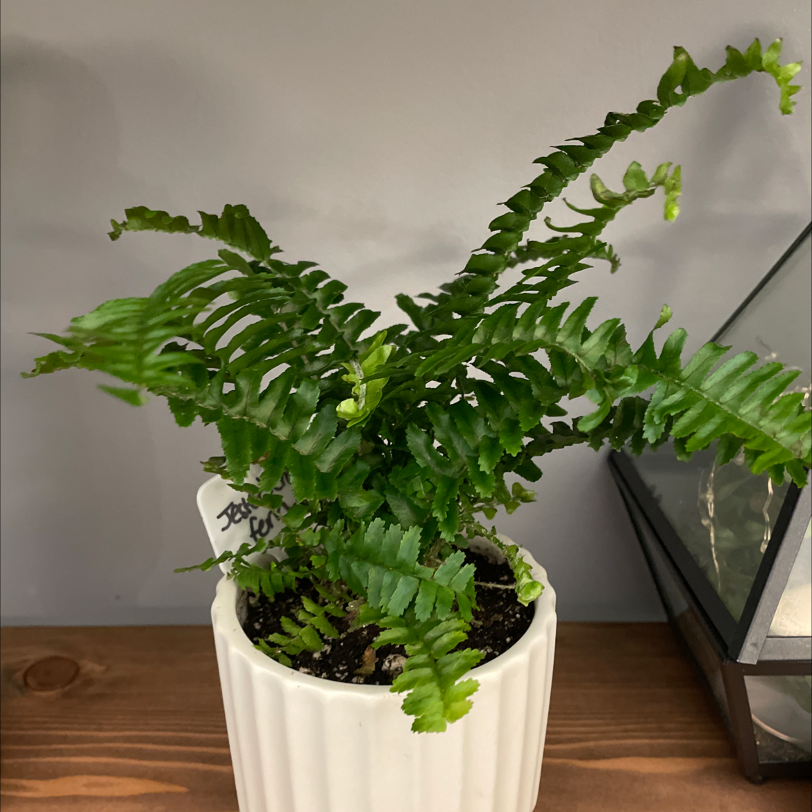 Kimberly Queen Fern in a white pot with visible soil, healthy green fronds.