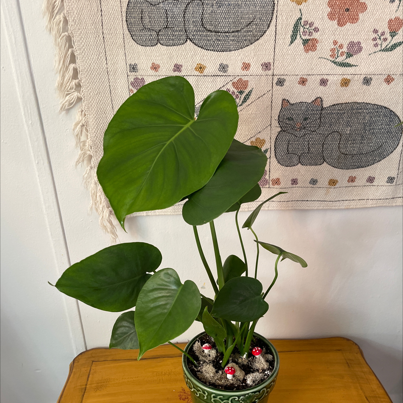 Monstera plant photo by @Plantwhor3 named Sage on Greg, the plant care app.