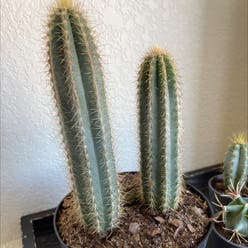 Blue Columnar Cactus plant