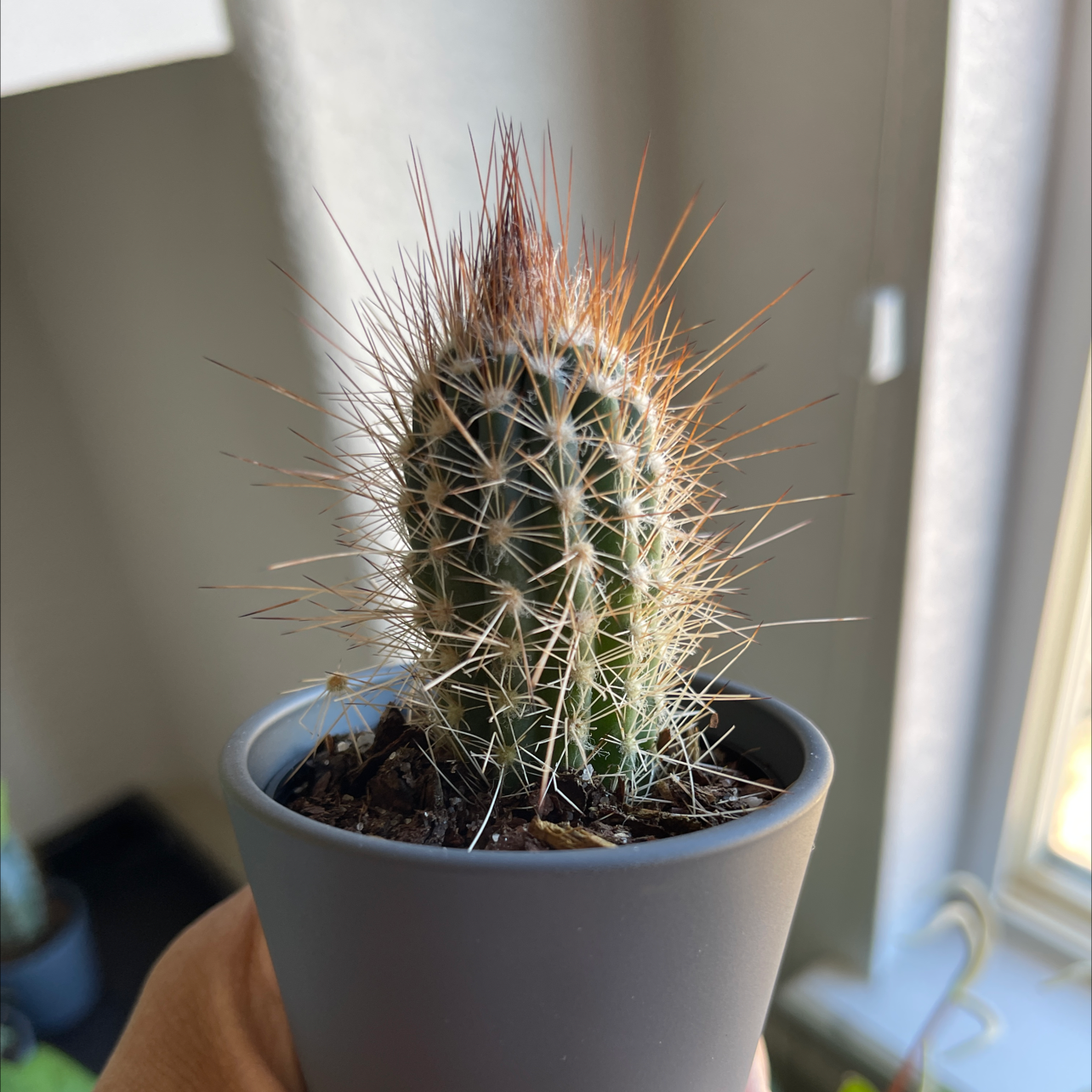 A small cactus plant, The Glory of Texas, in a gray pot held by a hand.