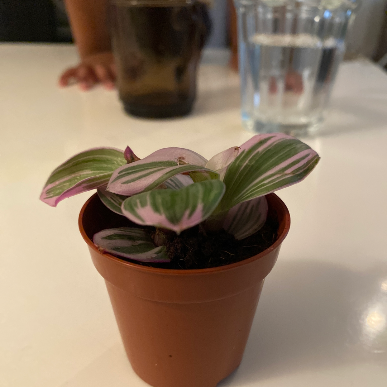 Tradescantia Nanouk plant photo by Sultana named wilburr on Greg, the plant care app.