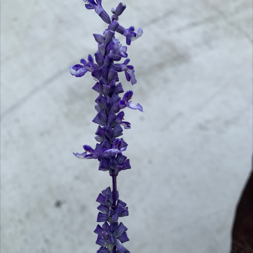 Close-up of a Mealycup Sage (Salvia farinacea) flower spike with vibrant purple flowers.