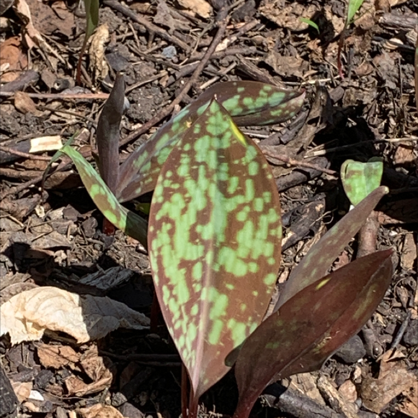 Plant care for Chocolate Lily on Greg, the plant care app