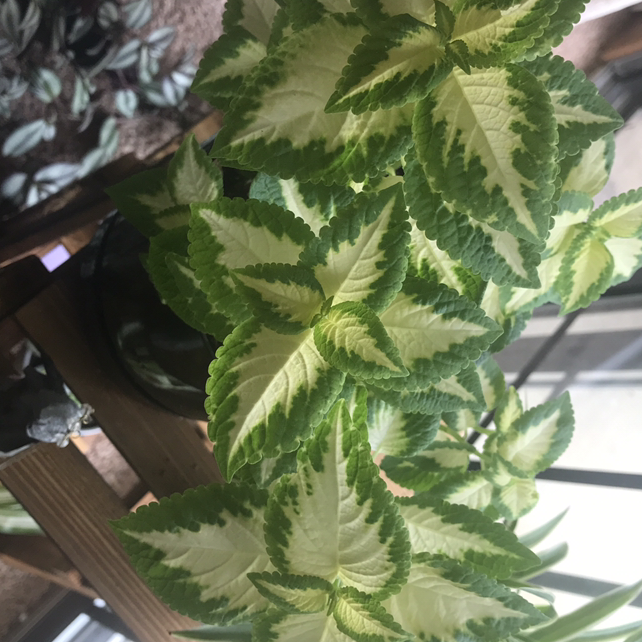 Coleus plant photo by @Cw1234567890 named Kobe on Greg, the plant care app.
