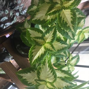 Coleus plant photo by @Cw1234567890 named Kobe on Greg, the plant care app.