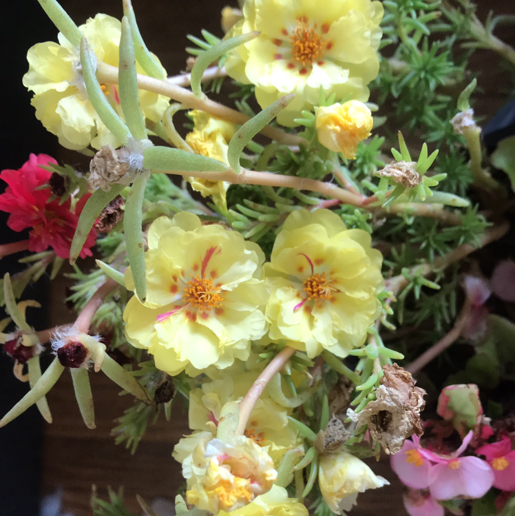 Flowering Wingpod Purslane with yellow and red blooms.