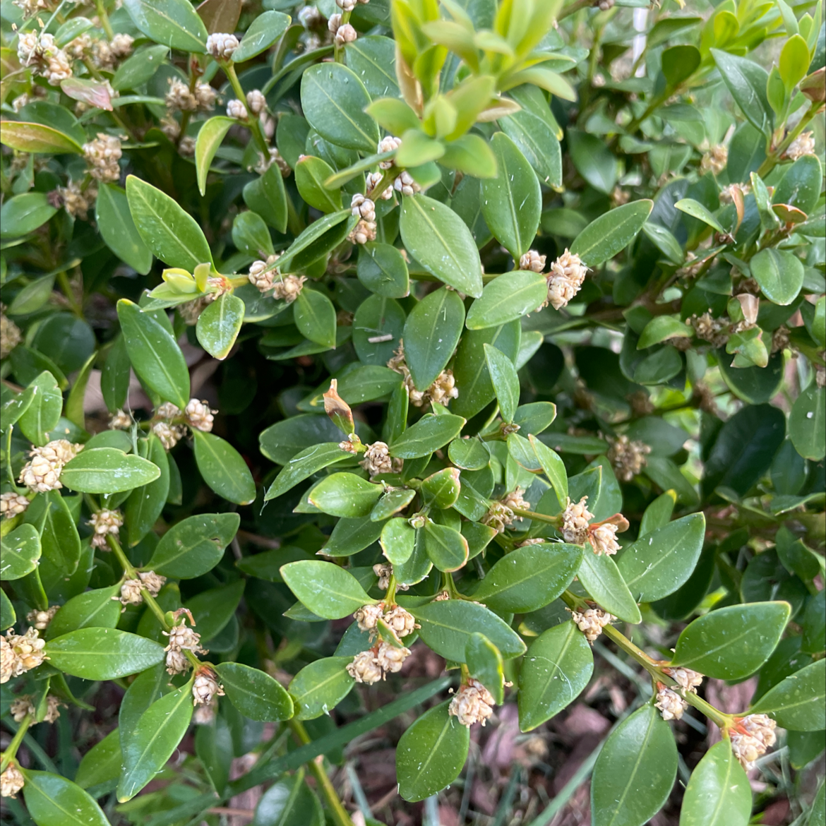 Close-up of a healthy, green Common Boxwood shrub with dense foliage and small white flowers blooming in spring.
