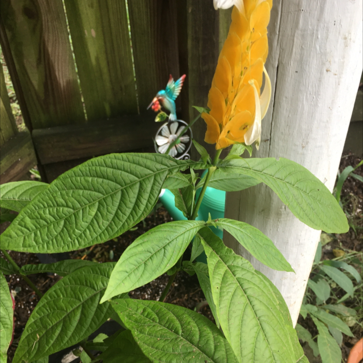 Lollipop Plant with yellow flowers and green leaves near a wooden fence.