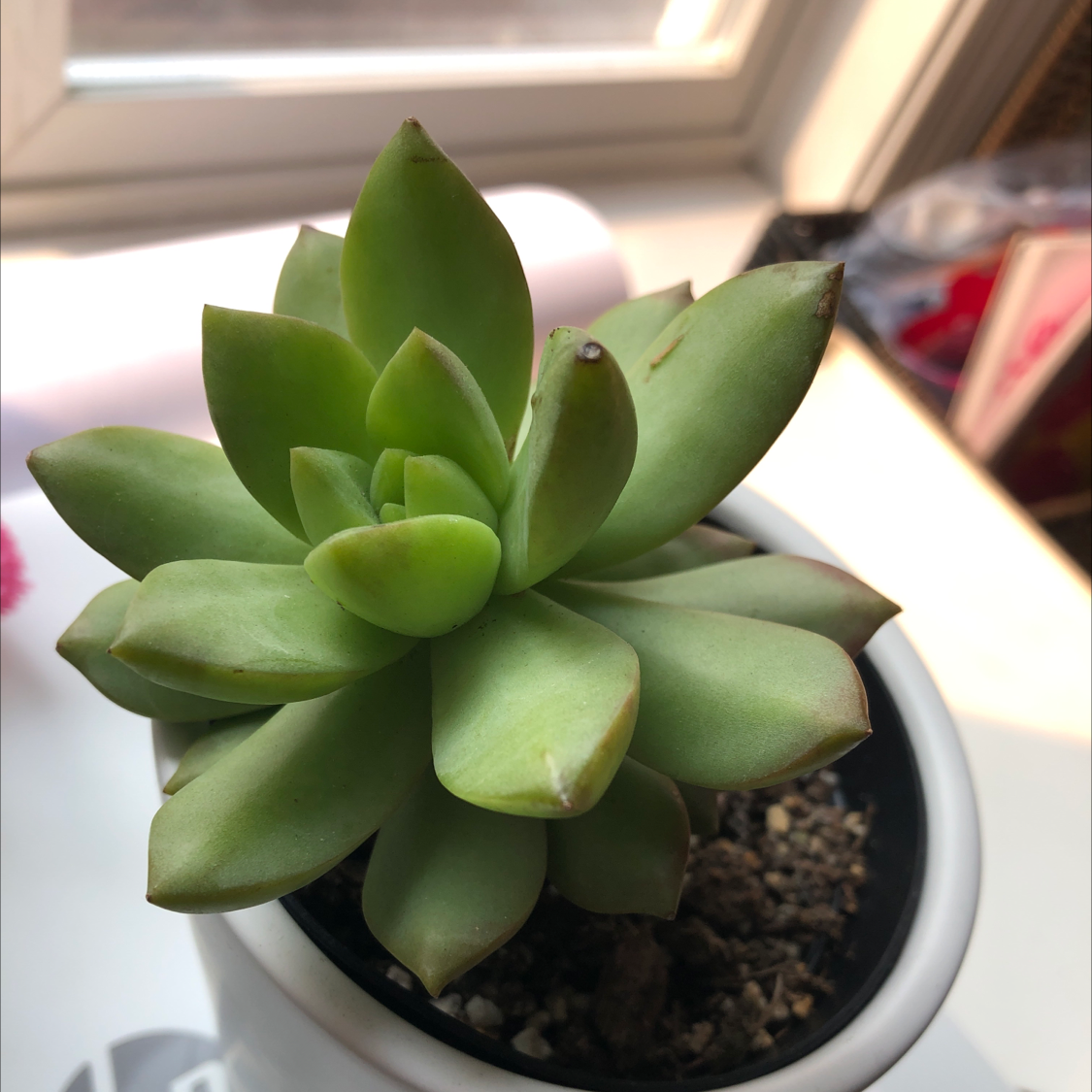 Lipstick Echeveria plant photo by @gayatsooshi named Baji on Greg, the plant care app.