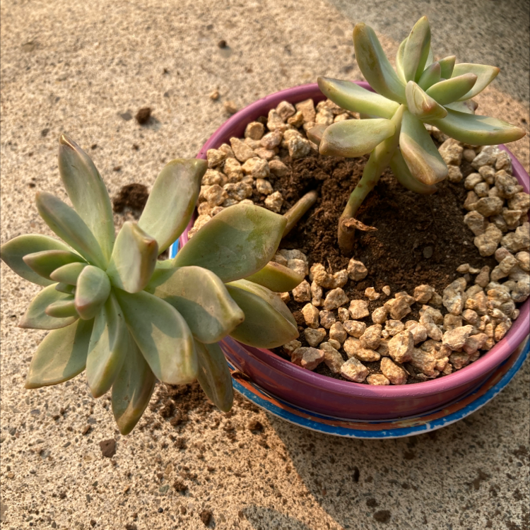 Ghost Plant plant photo by Emma named Hope on Greg, the plant care app.