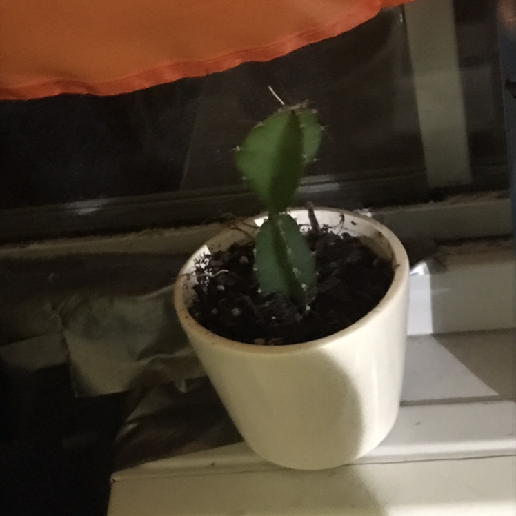 Photo of the plant species Dragon Fruit by @Fastflyingfairy named Ziggy on Greg, the plant care app