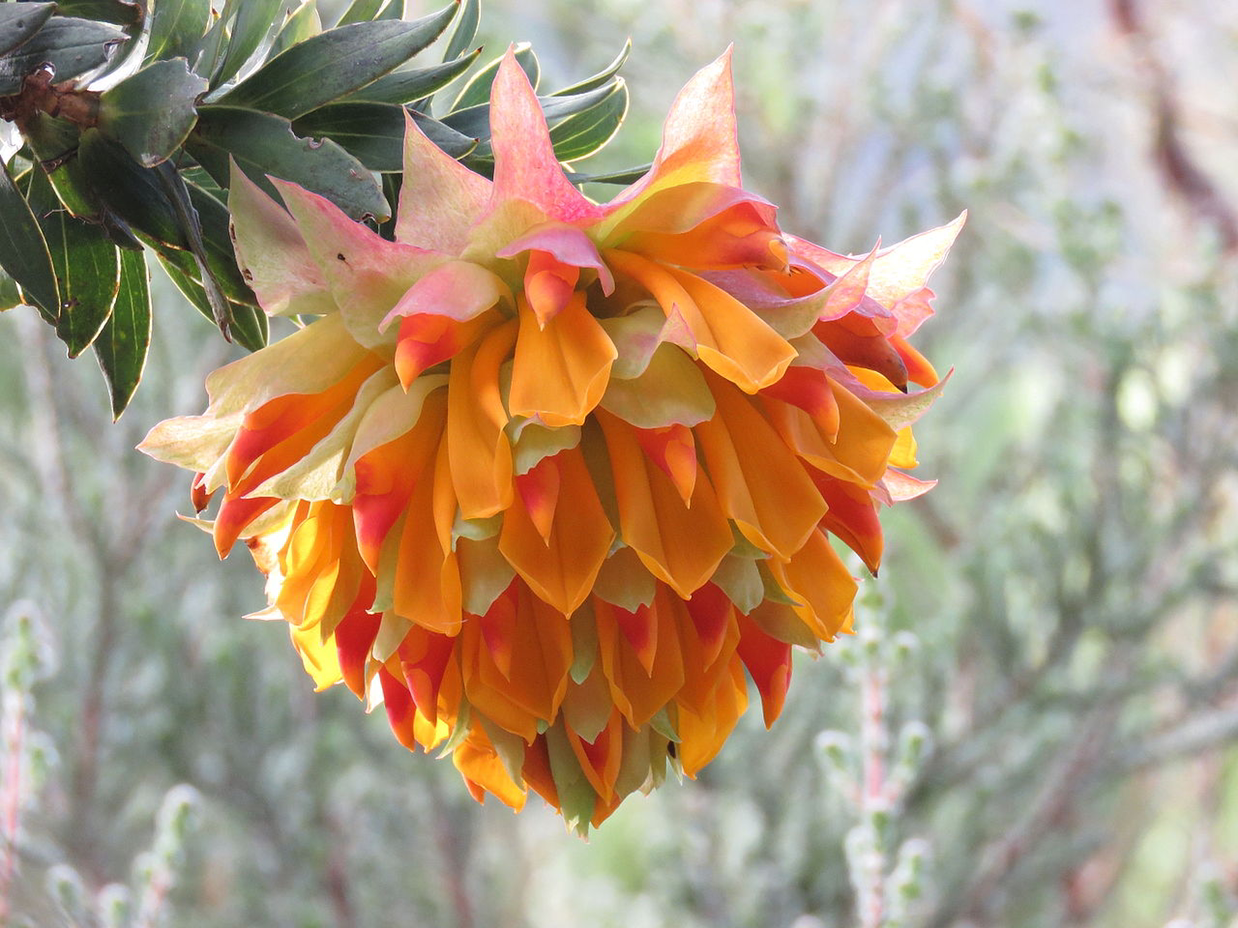 Photo of the plant species Mountain Dahlia by Jardin named Liparia splendens on Greg, the plant care app