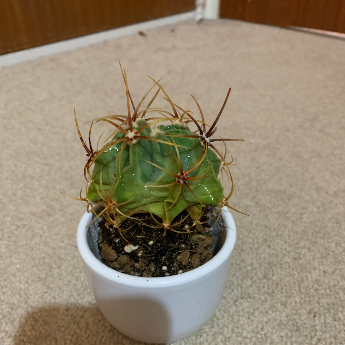 Blue Barrel Cactus in a white pot with visible yellowing and browning on a carpeted floor.