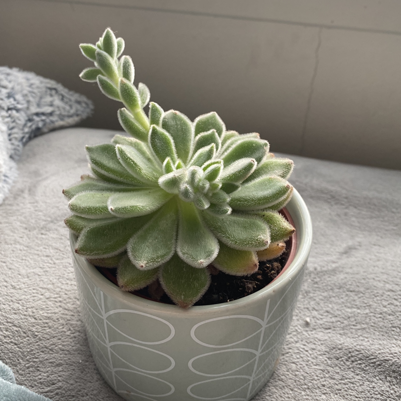 Healthy Mexican Firecracker succulent in a decorative pot.
