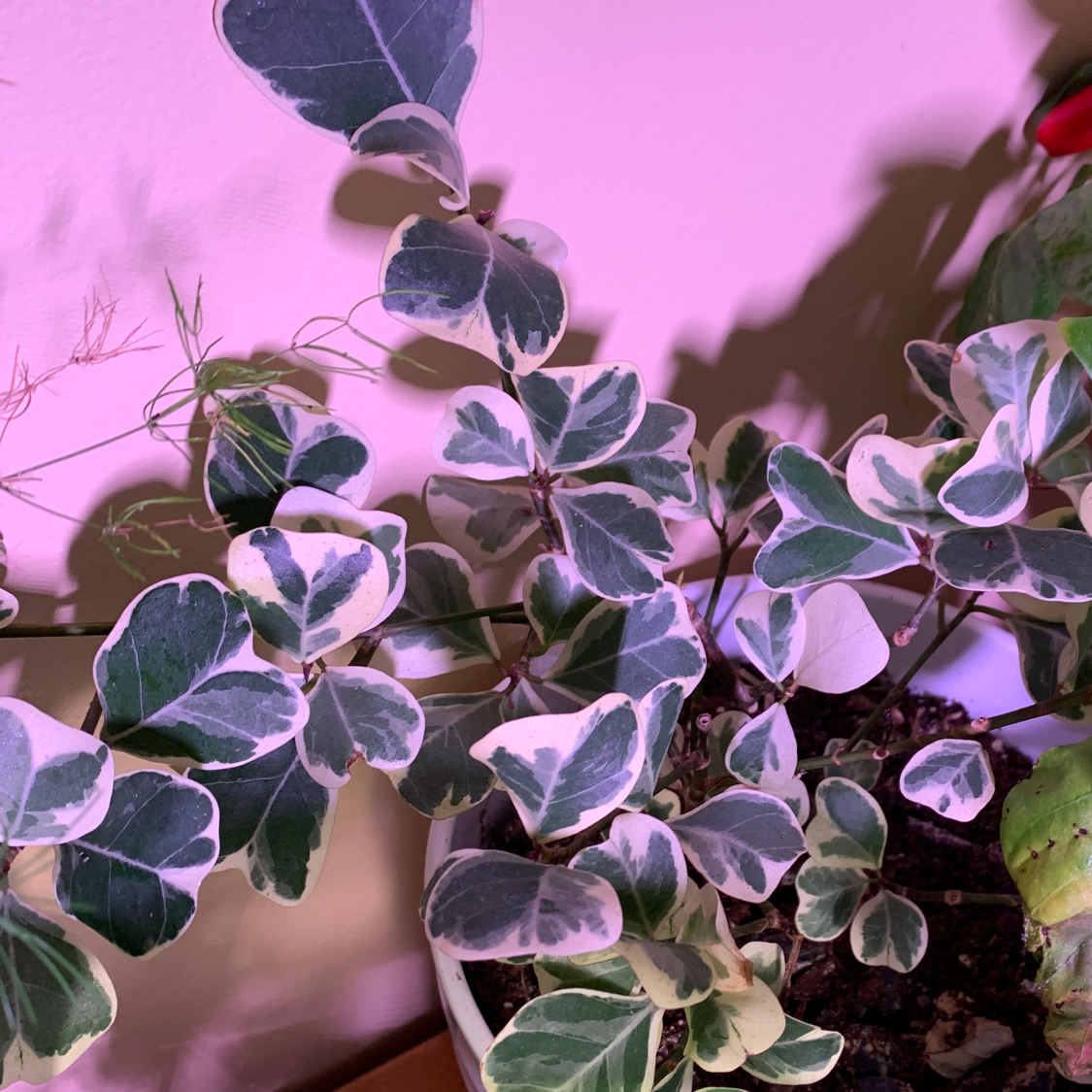 Variegated Fortune's Spindle plant with green and white leaves in a pot with visible soil.