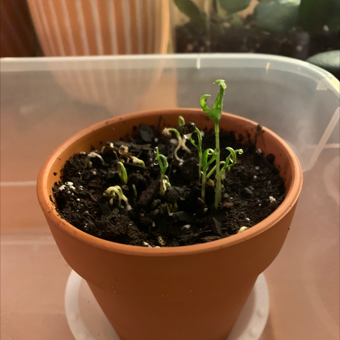 Small potted Jalapeño Pepper seedlings emerging from the soil.