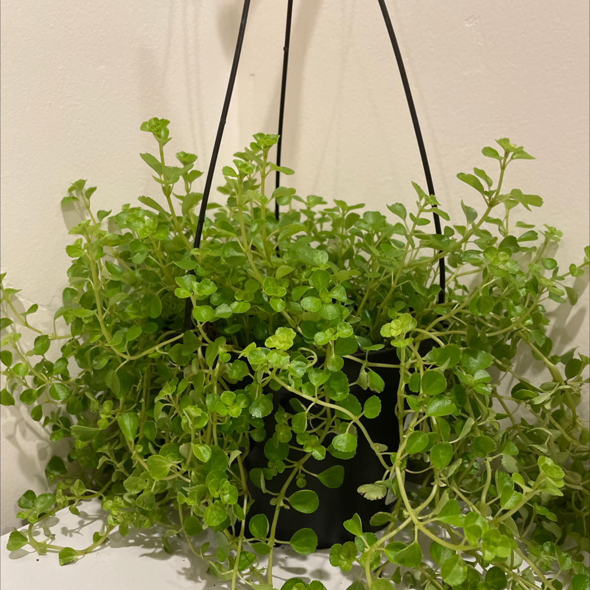 Photo of the plant species Pilea Baby Tears by @Apollo_ named Mike on Greg, the plant care app