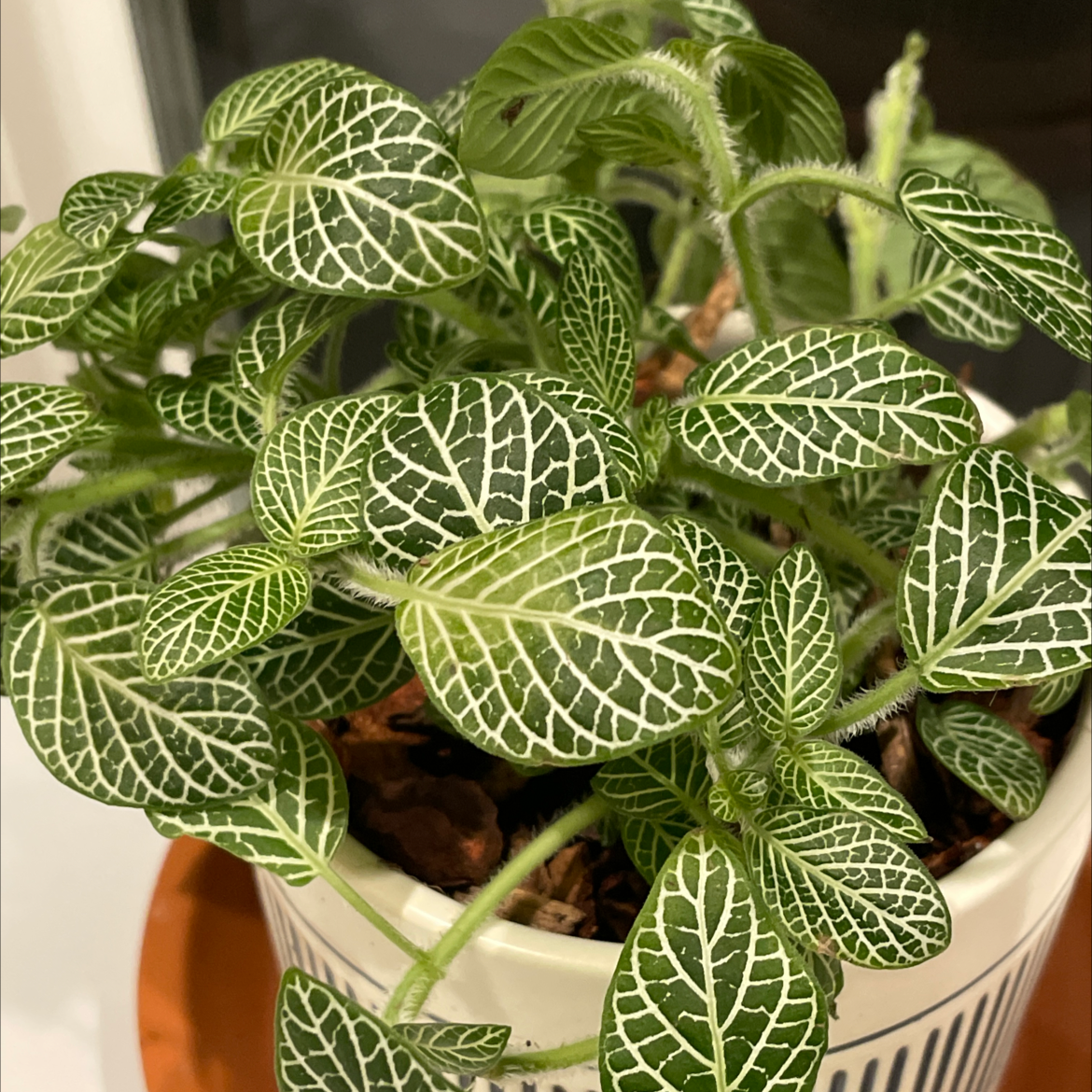 Photo of the plant species Nerve Plant by @Apollo_ named Stick on Greg, the plant care app