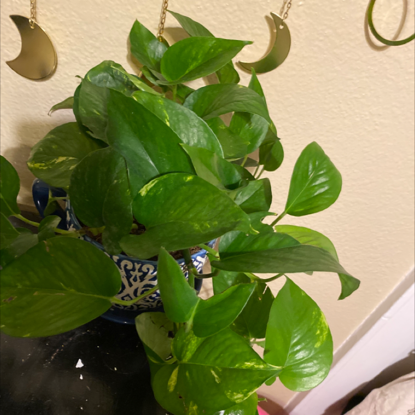 Taro Vine plant photo by Claire named Your plant on Greg, the plant care app.