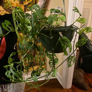 Swiss Cheese Philodendron plant photo by Claire named Your plant on Greg, the plant care app.