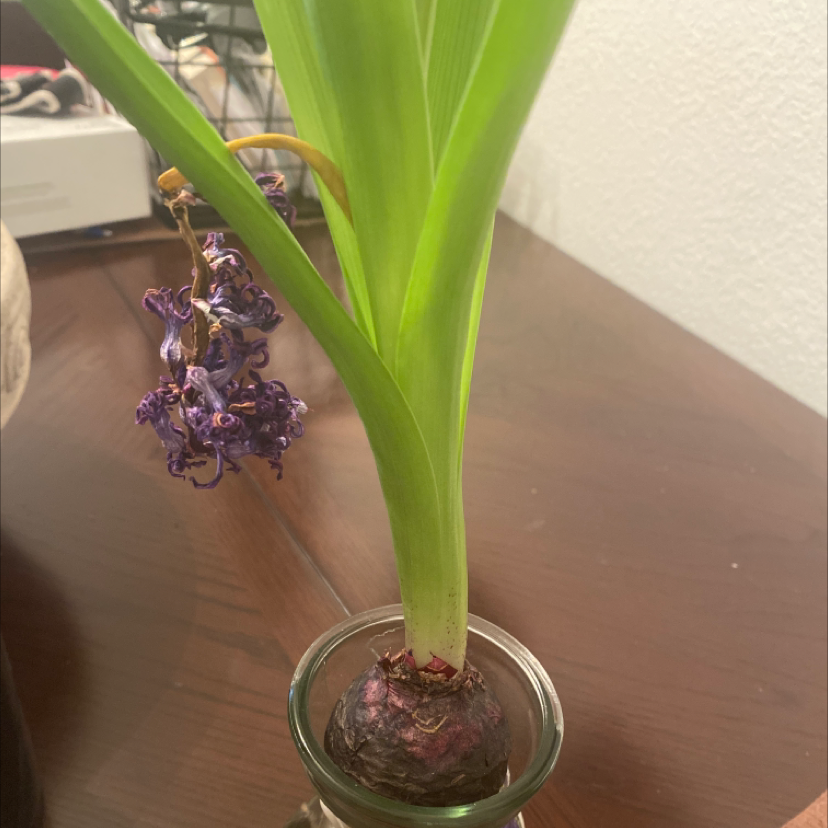 Garden Hyacinth plant with green leaves and a purple bulb in a glass container with water.
