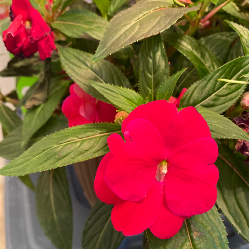 New Guinea Impatiens plant with vibrant red flowers and healthy green leaves.
