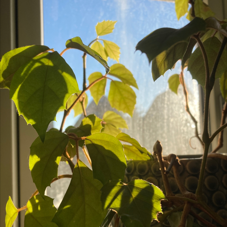 Healthy Grape Ivy plant with glossy green leaves climbing near a bright window, no signs of damage or disease.