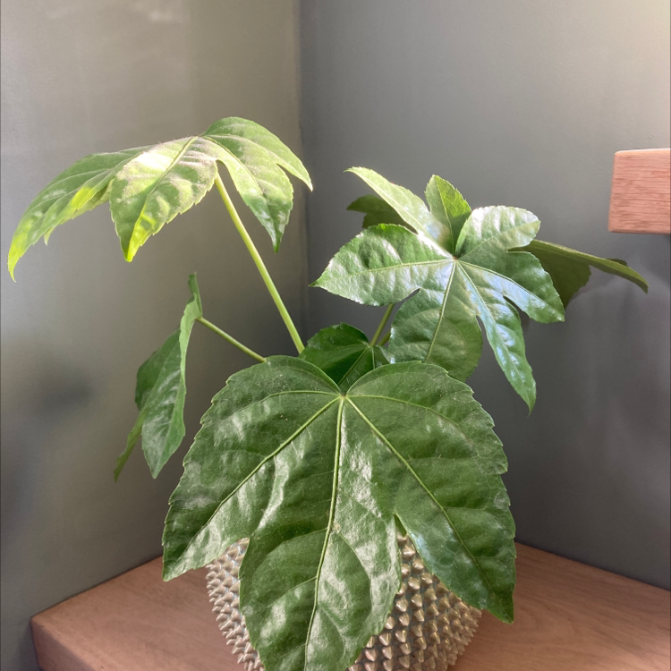 Healthy Fatsia plant with large, glossy green leaves in a textured pot.