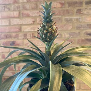 Pineapple plant photo by Karlasplanter named Annanas on Greg, the plant care app.