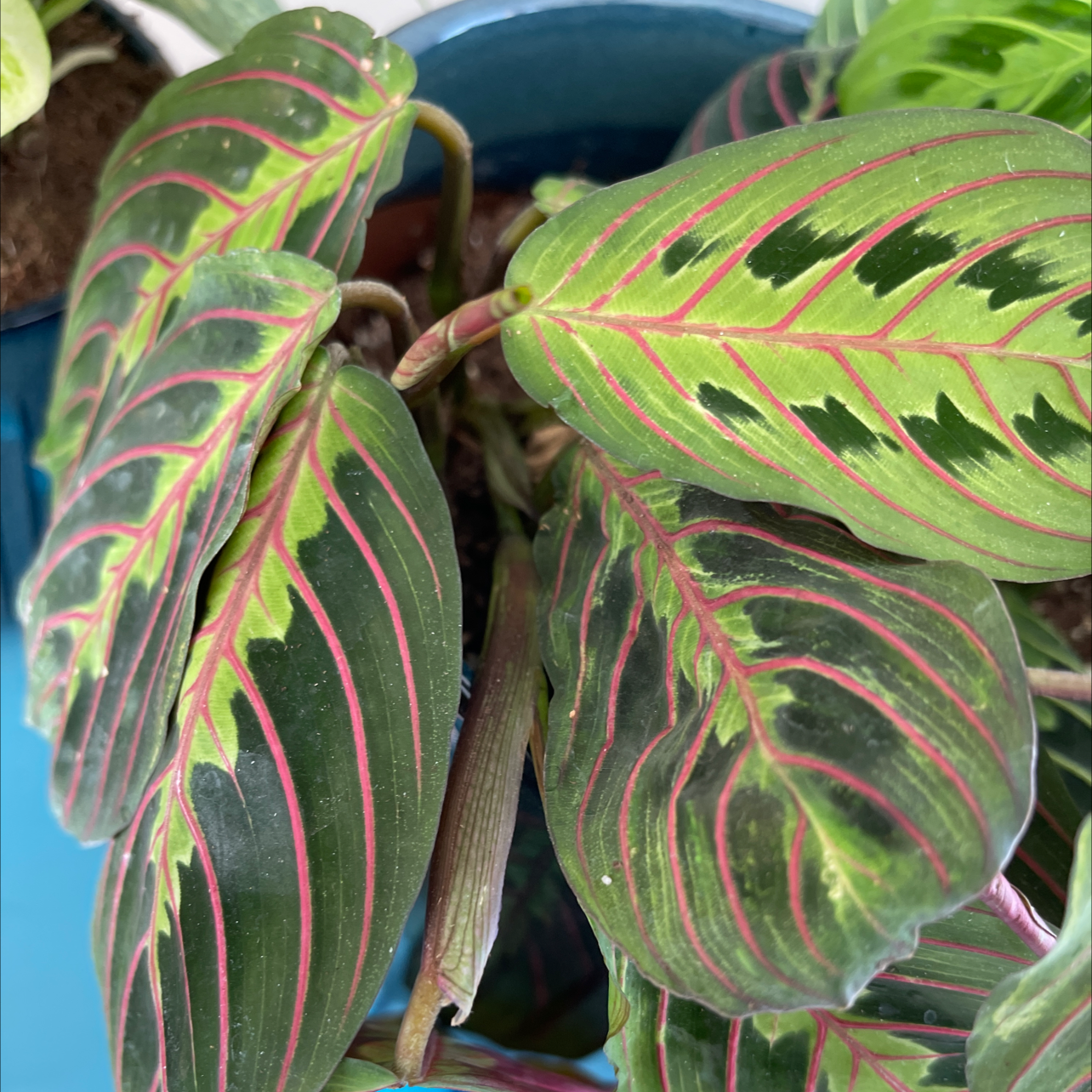 Green Prayer Plant plant photo by @MarieAnnet named Prayer on Greg, the plant care app.